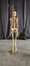 ANTICO SCHELETRO UMANO DIDATTICO MODELLO ANATOMICO