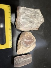 Indiana Fern Fossils