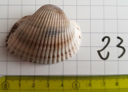 Bivalve acanthocardia tellina - bivalve,