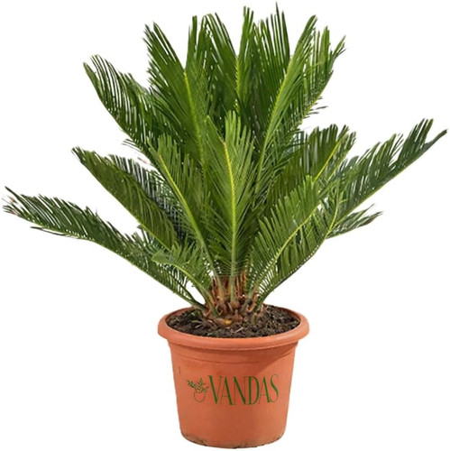 Cycas revoluta pianta - cycas,