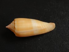 Conchiglia shell conus - conchiglia,