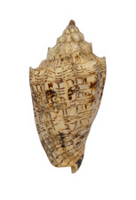 Conchiglia Shell VOLUTA EBRAEA