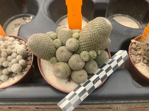 024 rebutia heliosa wysiwyg - rebutia,