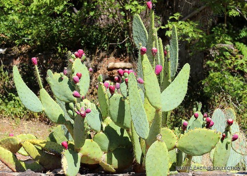 Raro opuntia engelmannii - raro,