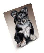 Australian Shepherd Black