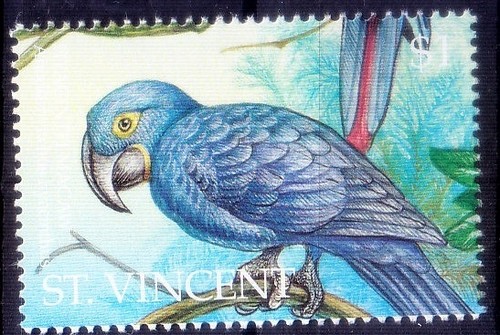 Parrot hyacinth macaw birds - hyacinth,