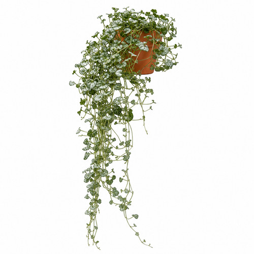 Dichondra argentea ricadente - dichondra,