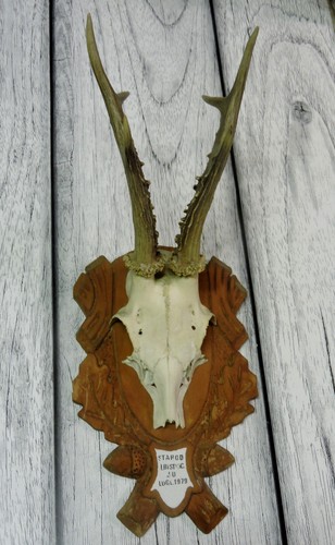 Trofeo capriolo cm roe - di,