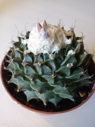 Obregonia denegrii from seed - from,