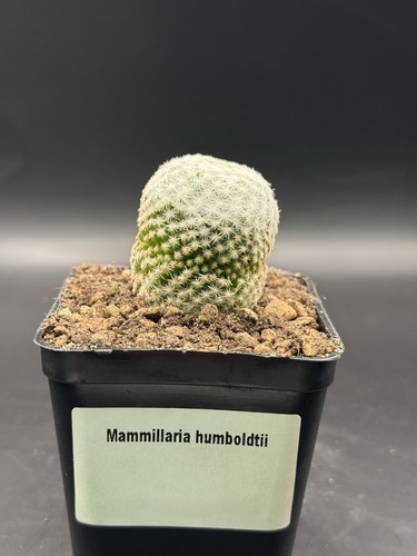 Mammillaria humboldtii - mammillaria,