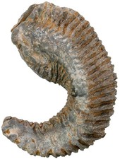 Gesso Rastellum carinatum Ottima Ostrica Bivalvia Madagascar W14-15