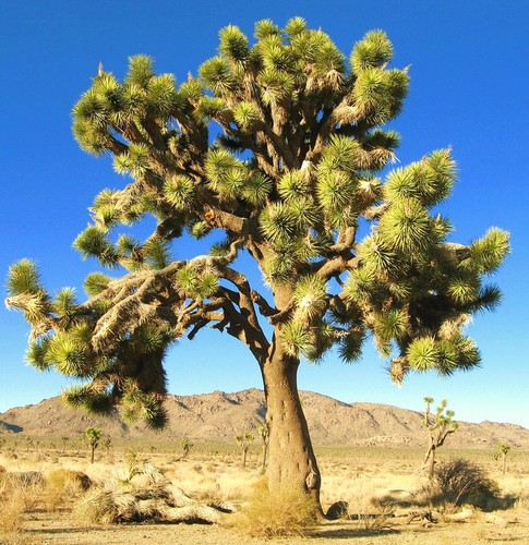Yucca brevifolia succulent - yucca,