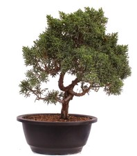 Bonsai - Juniperus chinensis 'Kyushu', Chinesischer Wacholder 224/97