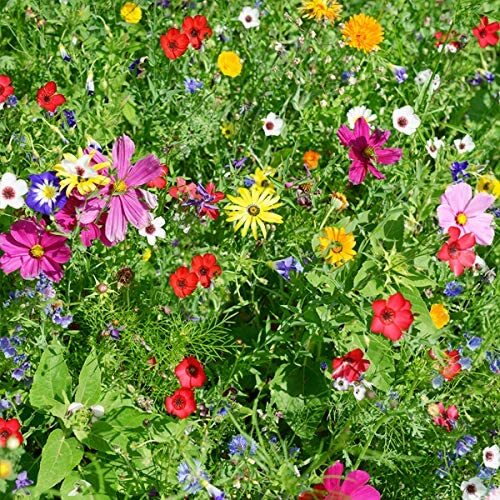 Miscuglio fiori annuali - miscuglio,