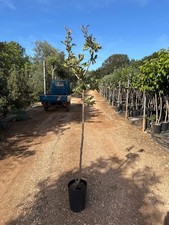 Pianta di Azzeruolo giallo o
