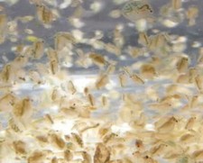 500ml Daphnia, Dafnia pulce d'acqua cibo vivo per pesci tropicali,betta