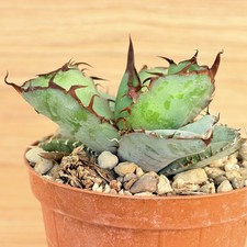 Agave titanota 'Black and