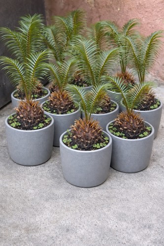 Pianta cycas revoluta - cycas,