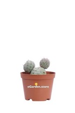 Pianta di Tephrocactus
