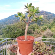 ?Vaso 17 Ø Cm CRASSULA OVATA Albero di Giada Jade Grande Pianta ❤️??+Omaggio