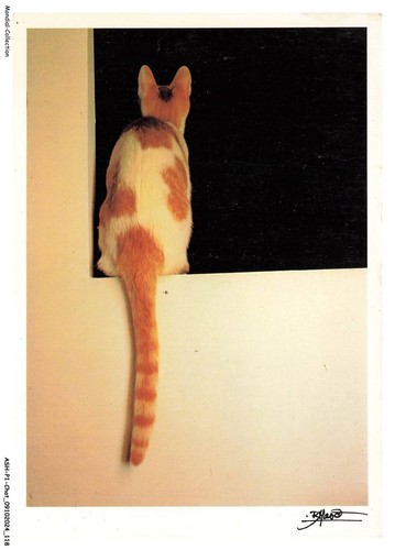 Ashp1 0060 gatto un - un,