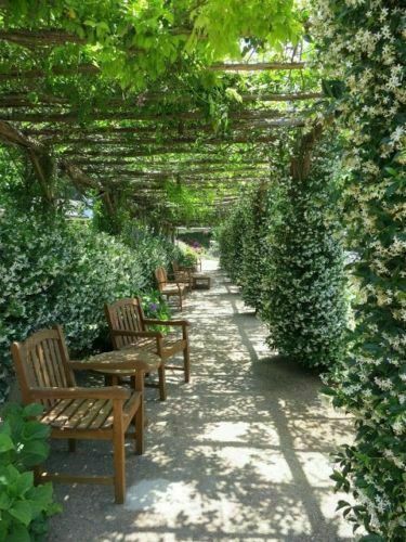Trachelospermum jasminoides - trachelospermum,