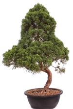 Bonsai - Juniperus chinensis 'Kyushu', Chinesischer Wacholder 224/87