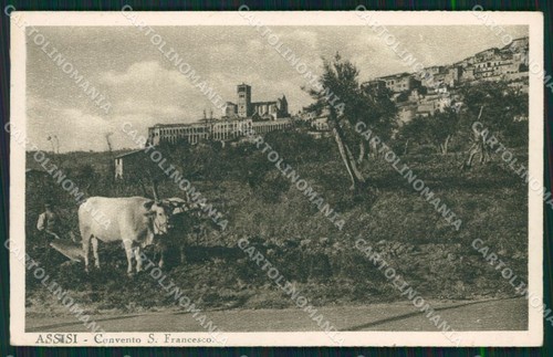 Perugia assisi carro - assisi, buoi