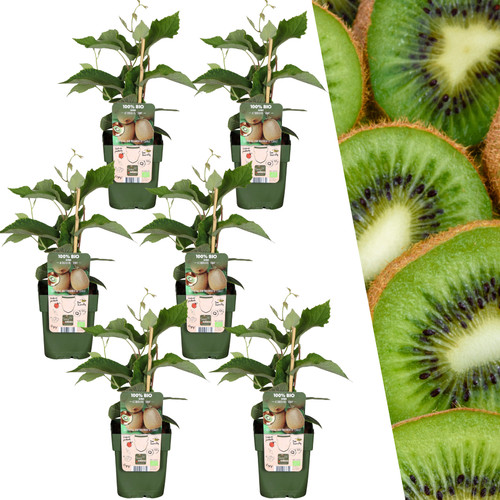 Piante kiwi biologiche - x,