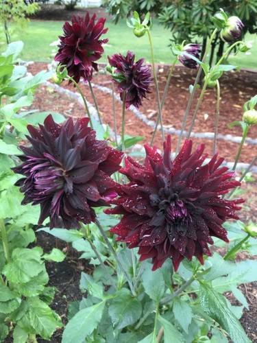 1354tz dahlia dark rip city - dahlia,
