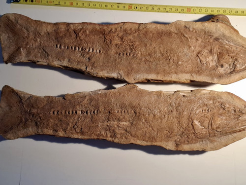 Pesce fossile doppia - pesce,