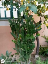 Opuntia Monacantha 3 Pale 