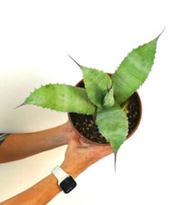 Agave ovatifolia x Agave