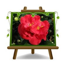 Camelia Japonica Rossa Weller