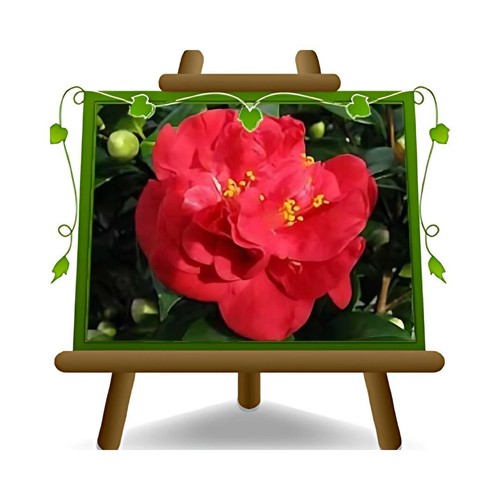 Camelia japonica rossa weller - rossa,