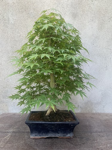 Bonsai acero palmato - di,