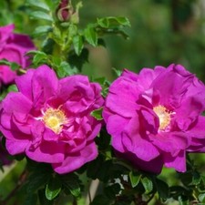 Pianta  rosa rugosa in vaso h