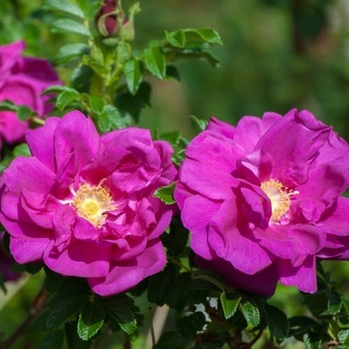 Pianta rosa rugosa vaso - ,