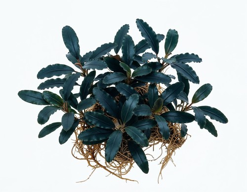 Bucephalandra midnight - bucephalandra,