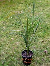 Phoenix dactylifera, palma da