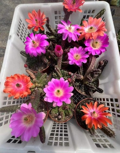 5pcs multi teste echinocereus - multi,