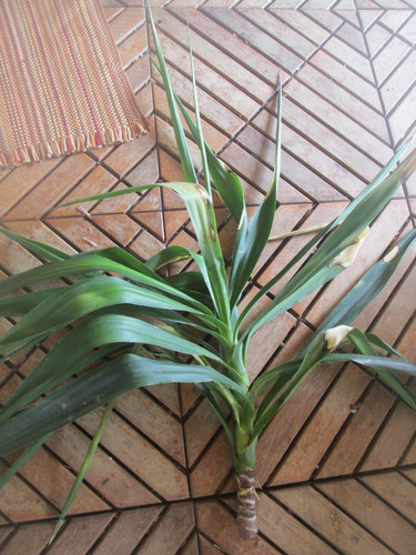 Yucca tree plant - tree, large