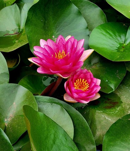 Fiore loto rosso nelumbo - fiore, di