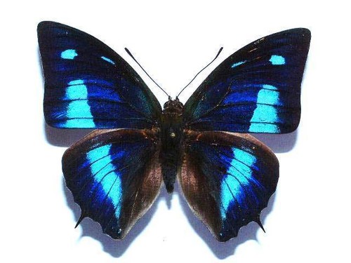 Polygrapha cyanea farfalla - polygrapha,