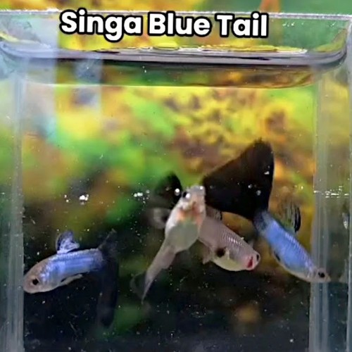 Singa blue tail - singa, pair