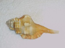 Ranularia testudinaria amazing - ranularia,