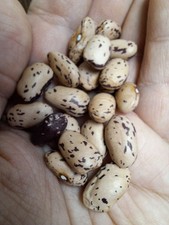 FAGIOLO SMINUZZATO BORLOTTO