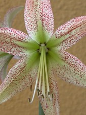 Hippeastrum EP x Leucopardinum
