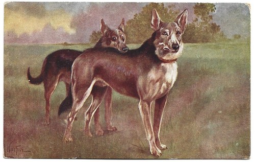 Antica cartolina animali cane - antica,