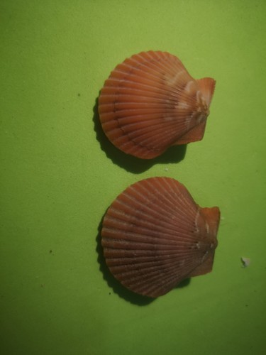 Conchiglia aequipecten - conchiglia,